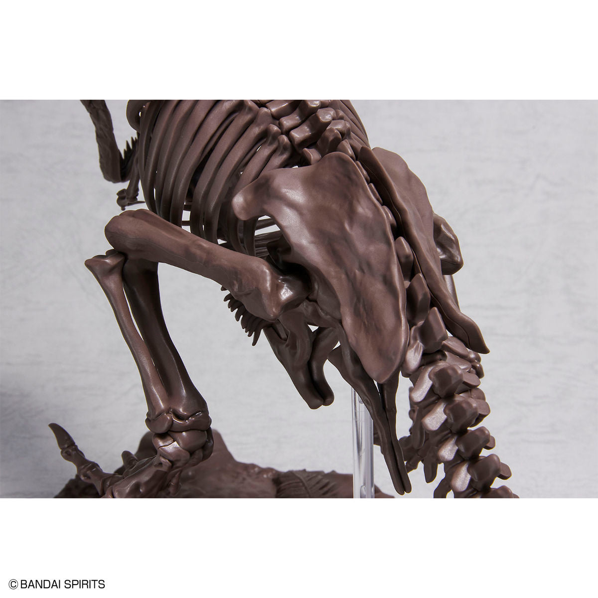 Imaginary Skeleton - Tyrannosaurus