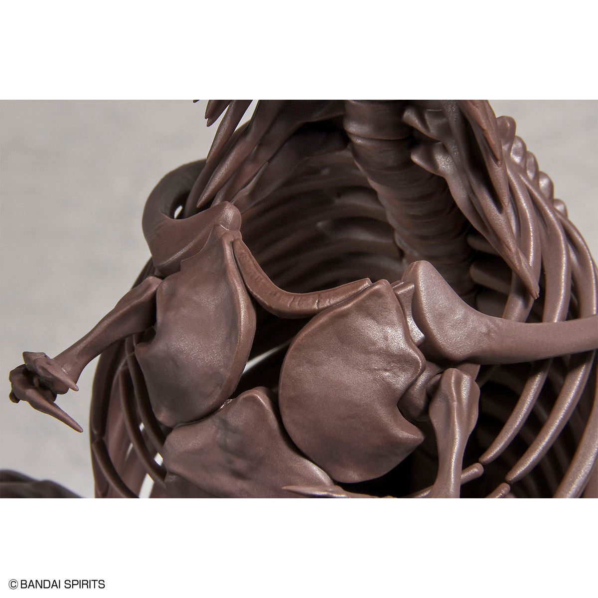 Imaginary Skeleton - Tyrannosaurus