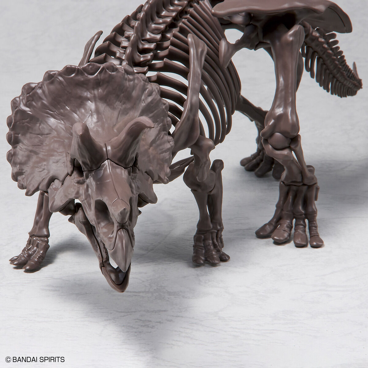 Imaginary Skeleton - Triceratops